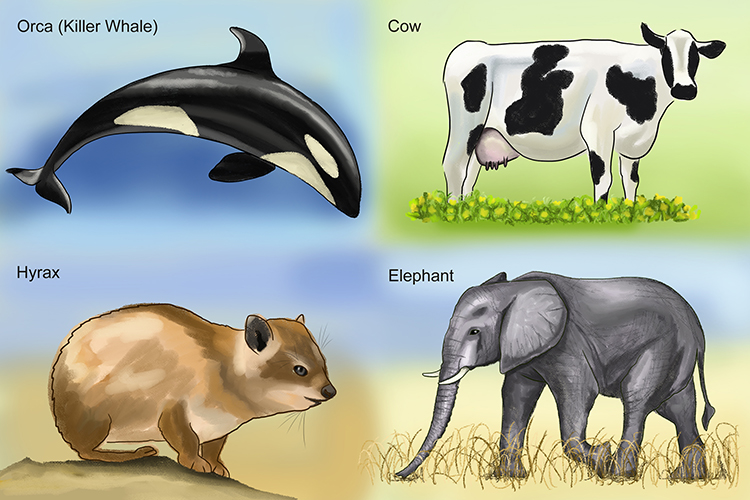 Orcas and cows share a common ancestry, hyrax and elephants have a similar ancestry